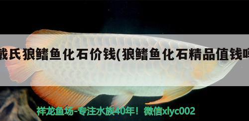 戴氏狼鰭魚化石價錢(狼鰭魚化石精品值錢嗎)