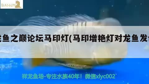 龍魚之巔論壇馬印燈(馬印增艷燈對龍魚發(fā)色)