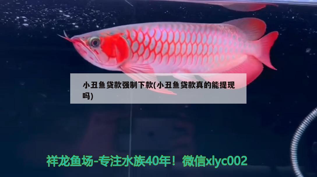 小丑魚貸款強制下款(小丑魚貸款真的能提現(xiàn)嗎)