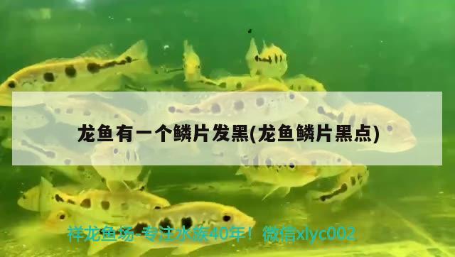 龍魚有一個(gè)鱗片發(fā)黑(龍魚鱗片黑點(diǎn))