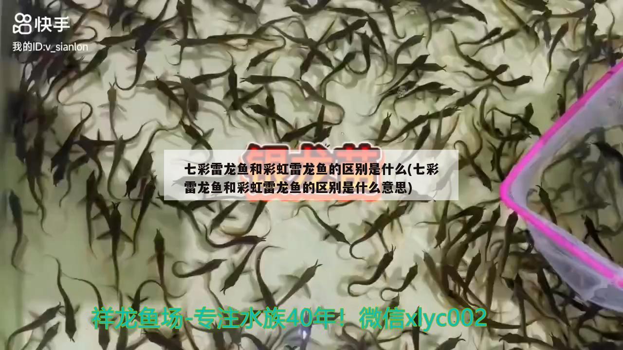 七彩雷龍魚和彩虹雷龍魚的區(qū)別是什么(七彩雷龍魚和彩虹雷龍魚的區(qū)別是什么意思) 祥龍藍(lán)珀金龍魚