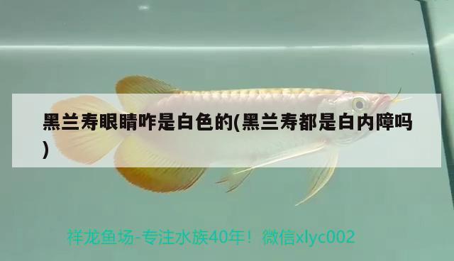 黑蘭壽眼睛咋是白色的(黑蘭壽都是白內(nèi)障嗎) 觀賞魚