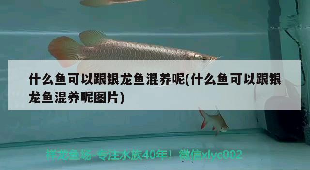 什么魚可以跟銀龍魚混養(yǎng)呢(什么魚可以跟銀龍魚混養(yǎng)呢圖片)