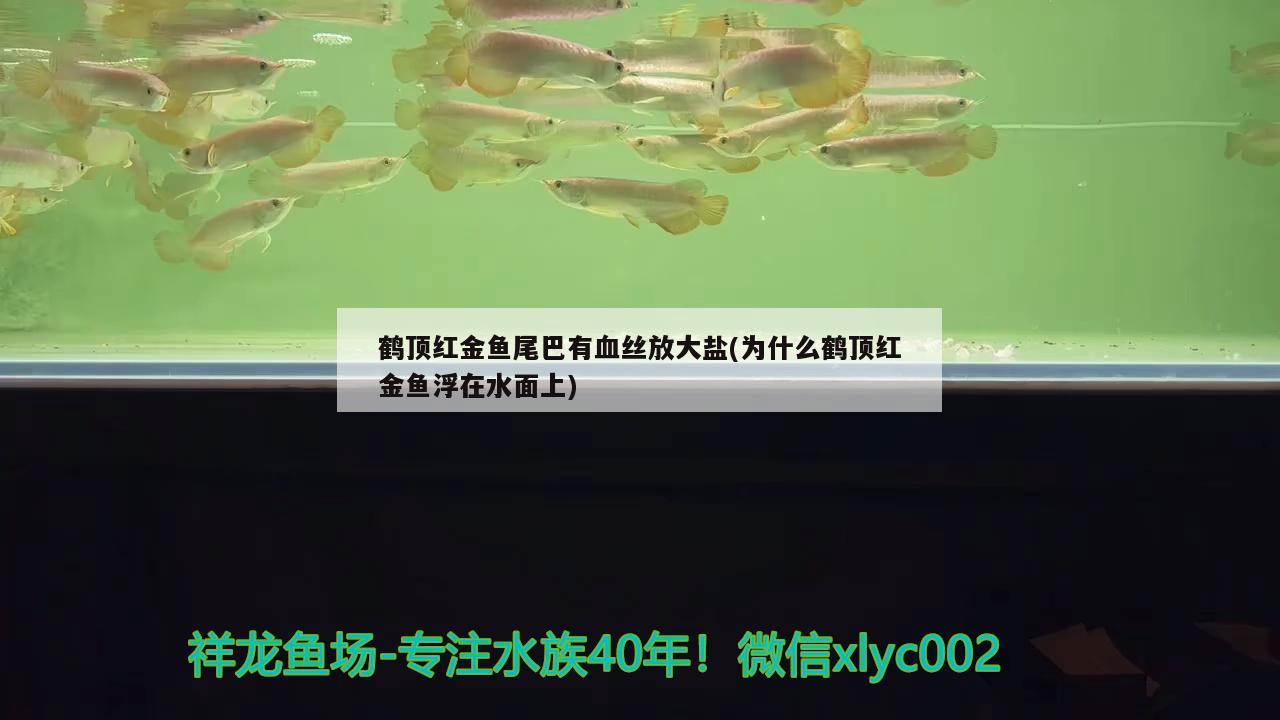 鶴頂紅金魚尾巴有血絲放大鹽(為什么鶴頂紅金魚浮在水面上)