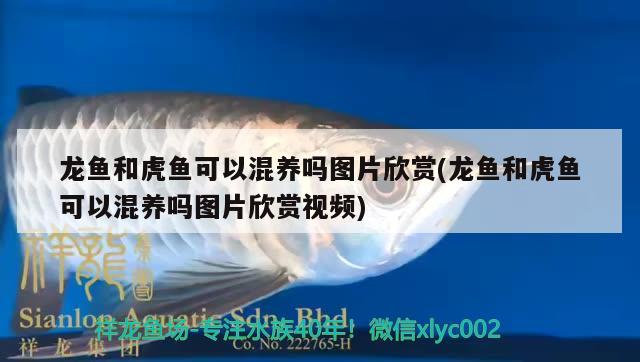 龍魚和虎魚可以混養(yǎng)嗎圖片欣賞(龍魚和虎魚可以混養(yǎng)嗎圖片欣賞視頻)