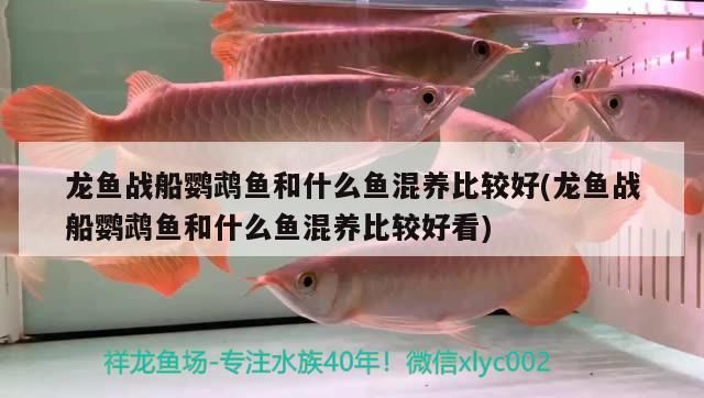 龍魚戰(zhàn)船鸚鵡魚和什么魚混養(yǎng)比較好(龍魚戰(zhàn)船鸚鵡魚和什么魚混養(yǎng)比較好看)