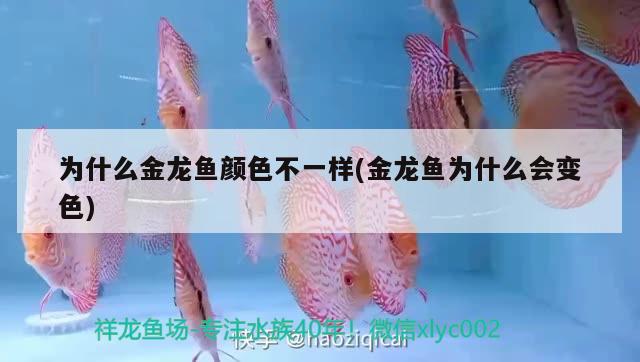 為什么金龍魚顏色不一樣(金龍魚為什么會變色) 金三間魚