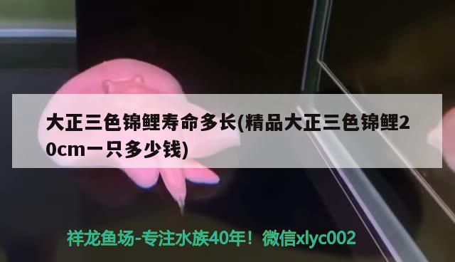 大正三色錦鯉壽命多長(精品大正三色錦鯉20cm一只多少錢)