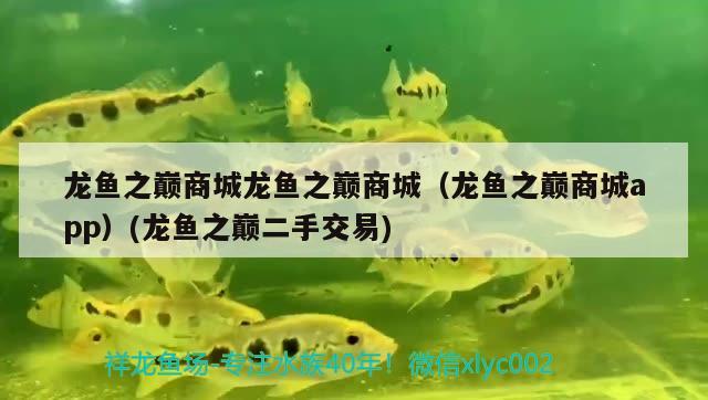 龍魚之巔商城龍魚之巔商城（龍魚之巔商城app）(龍魚之巔二手交易)