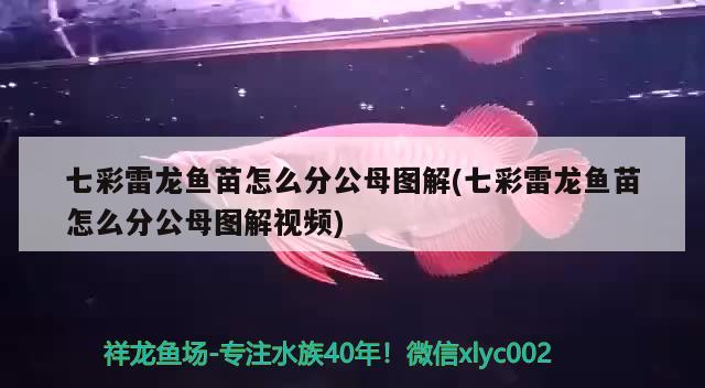 七彩雷龍魚(yú)苗怎么分公母圖解(七彩雷龍魚(yú)苗怎么分公母圖解視頻) 斑馬狗頭魚(yú)