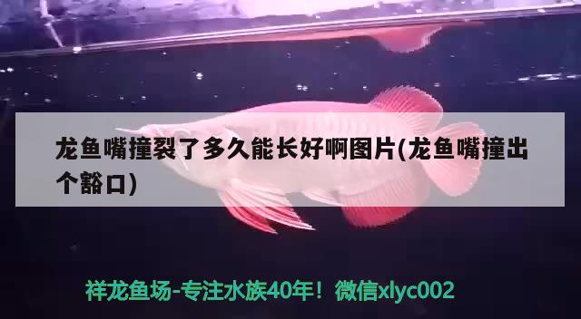 龍魚嘴撞裂了多久能長(zhǎng)好啊圖片(龍魚嘴撞出個(gè)豁口) 可麗愛魚缸