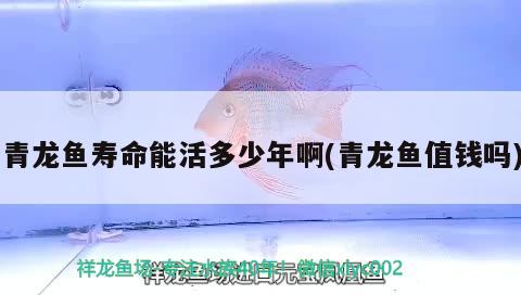 青龍魚壽命能活多少年啊(青龍魚值錢嗎)