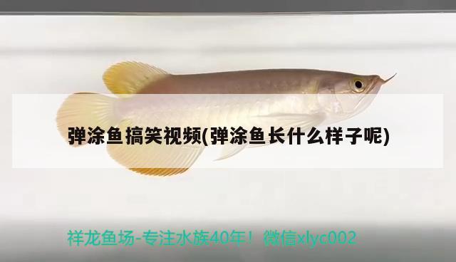 彈涂魚搞笑視頻(彈涂魚長(zhǎng)什么樣子呢)