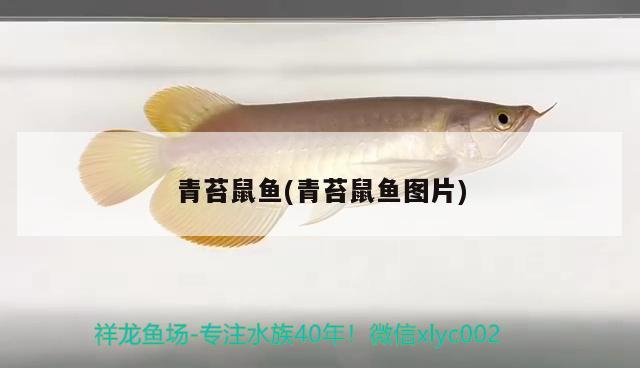 青苔鼠魚(青苔鼠魚圖片) 觀賞魚 第2張