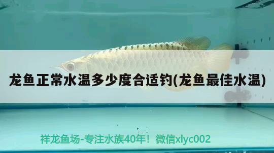 龍魚(yú)正常水溫多少度合適釣(龍魚(yú)最佳水溫) 垂釣樂(lè)園