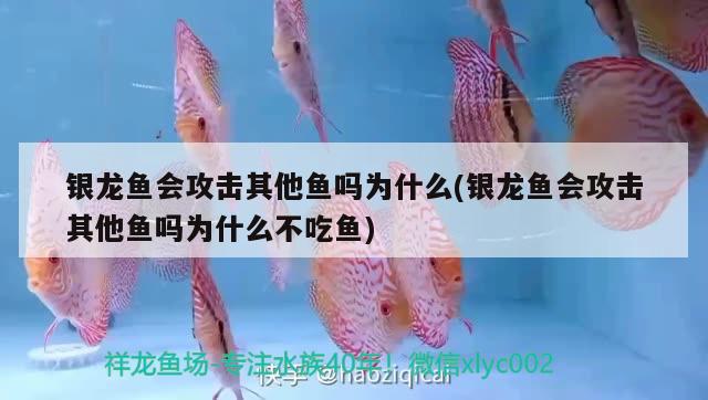 銀龍魚會攻擊其他魚嗎為什么(銀龍魚會攻擊其他魚嗎為什么不吃魚)