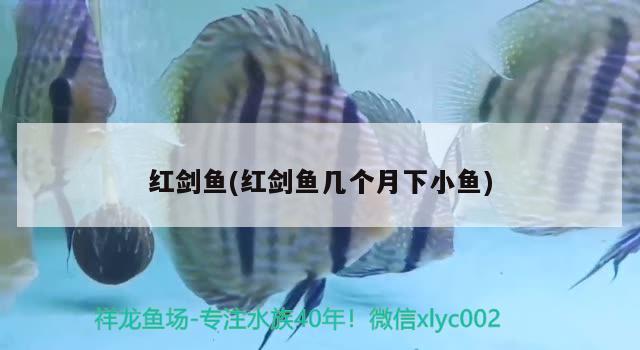 紅劍魚(yú)(紅劍魚(yú)幾個(gè)月下小魚(yú))