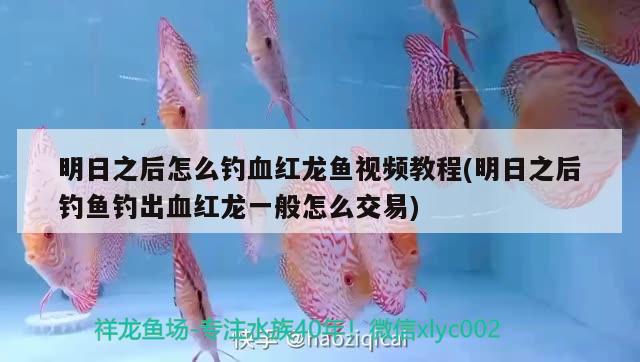 明日之后怎么釣血紅龍魚視頻教程(明日之后釣魚釣出血紅龍一般怎么交易) 垂釣樂園