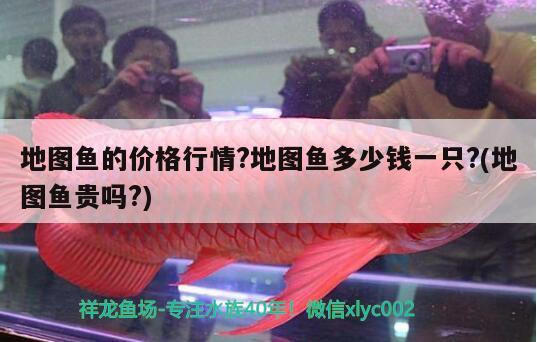 地圖魚的價(jià)格行情?地圖魚多少錢一只?(地圖魚貴嗎?) 觀賞魚