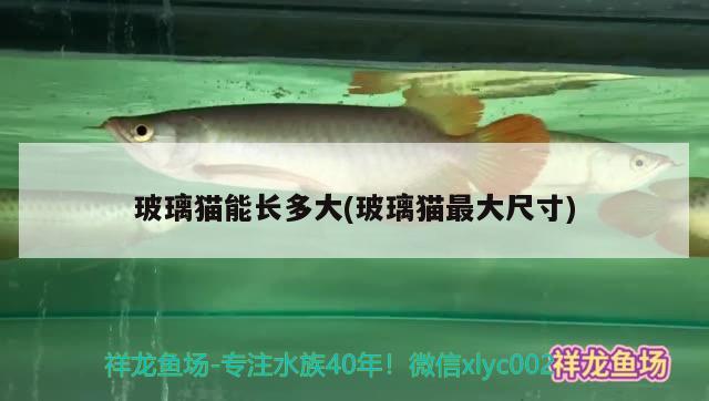 玻璃貓能長多大(玻璃貓最大尺寸) 觀賞魚