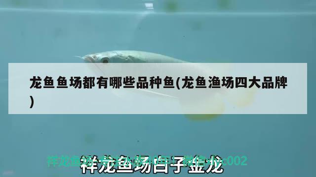 龍魚魚場都有哪些品種魚(龍魚漁場四大品牌) 斯維尼關(guān)刀魚