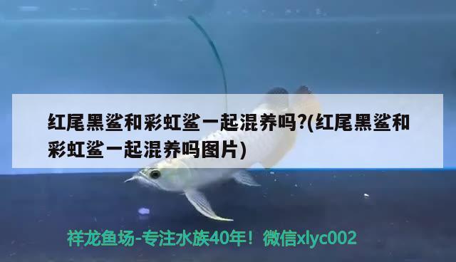 紅尾黑鯊和彩虹鯊一起混養(yǎng)嗎?(紅尾黑鯊和彩虹鯊一起混養(yǎng)嗎圖片)