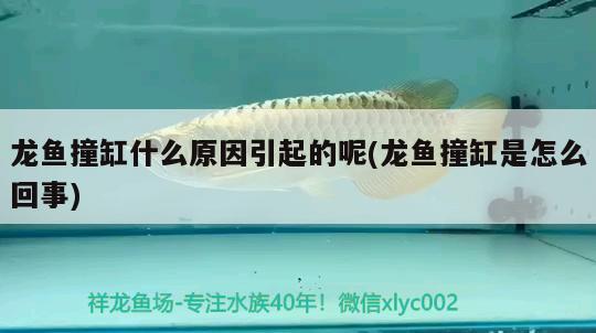 龍魚撞缸什么原因引起的呢(龍魚撞缸是怎么回事)