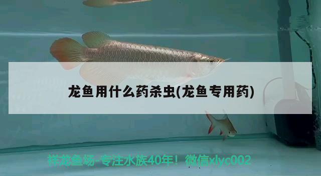 龍魚用什么藥殺蟲(龍魚專用藥)