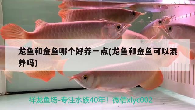 龍魚(yú)和金魚(yú)哪個(gè)好養(yǎng)一點(diǎn)(龍魚(yú)和金魚(yú)可以混養(yǎng)嗎)