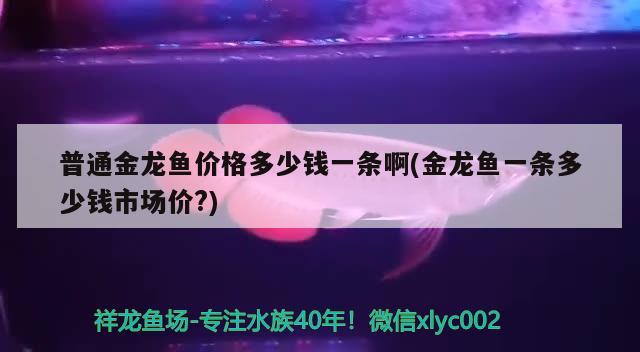 普通金龍魚價格多少錢一條啊(金龍魚一條多少錢市場價?)