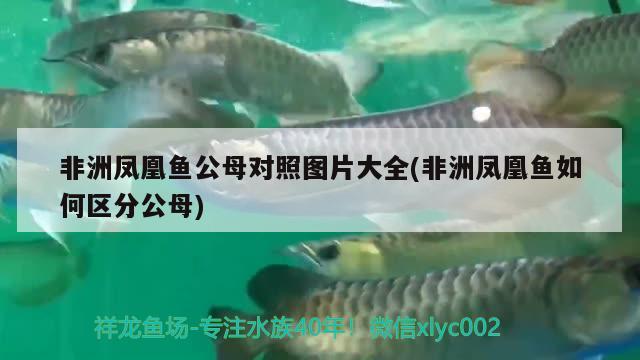 非洲鳳凰魚公母對照圖片大全(非洲鳳凰魚如何區(qū)分公母)