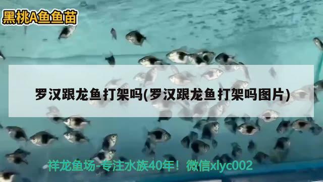 羅漢跟龍魚打架嗎(羅漢跟龍魚打架嗎圖片)