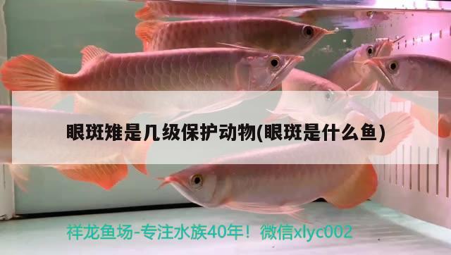 眼斑雉是幾級(jí)保護(hù)動(dòng)物(眼斑是什么魚) 觀賞魚