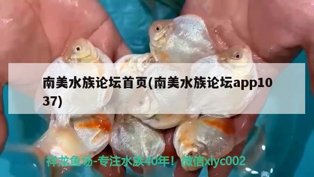 南美水族論壇首頁(南美水族論壇app1037) 黑桃A魚苗