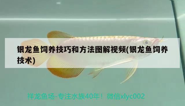 銀龍魚飼養(yǎng)技巧和方法圖解視頻(銀龍魚飼養(yǎng)技術(shù)) 銀龍魚