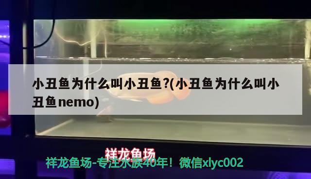 小丑魚為什么叫小丑魚?(小丑魚為什么叫小丑魚nemo) 海水魚