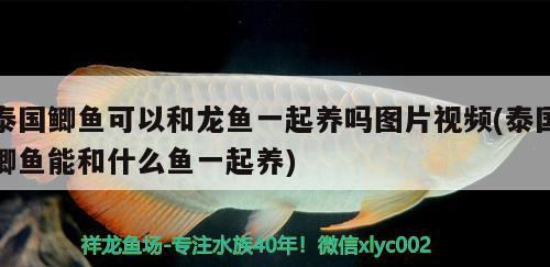 泰國鯽魚可以和龍魚一起養(yǎng)嗎圖片視頻(泰國鯽魚能和什么魚一起養(yǎng)) 黃金貓魚