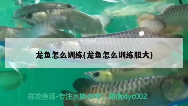 龍魚怎么訓(xùn)練(龍魚怎么訓(xùn)練膽大)