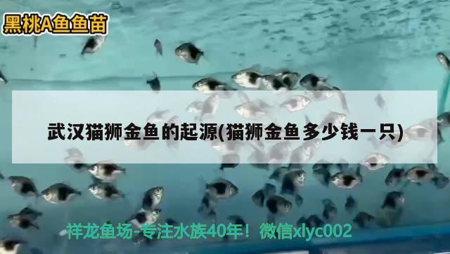 武漢貓獅金魚的起源(貓獅金魚多少錢一只) 觀賞魚