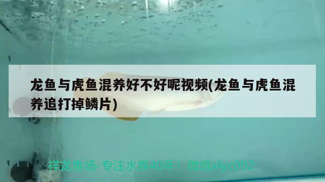 龍魚與虎魚混養(yǎng)好不好呢視頻(龍魚與虎魚混養(yǎng)追打掉鱗片)