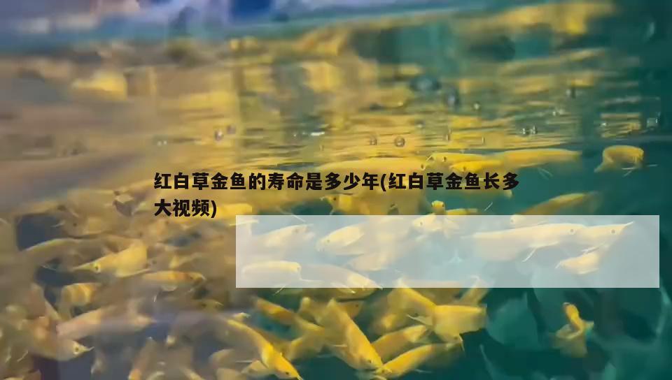 紅白草金魚的壽命是多少年(紅白草金魚長多大視頻)