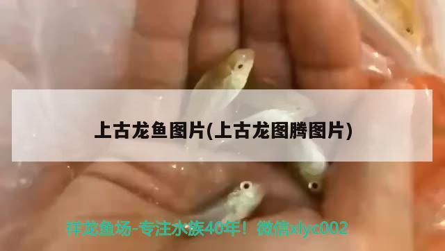 上古龍魚圖片(上古龍圖騰圖片)