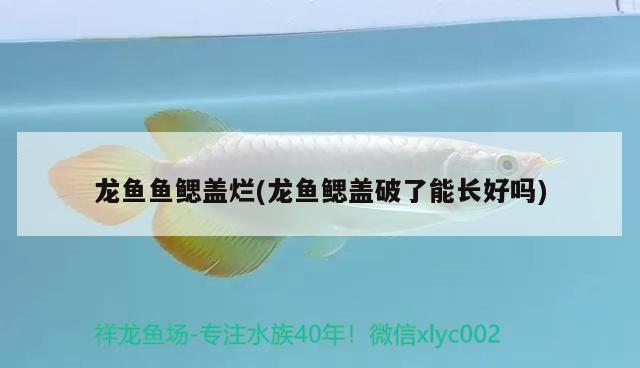 龍魚魚鰓蓋爛(龍魚鰓蓋破了能長(zhǎng)好嗎) 黃金貓魚