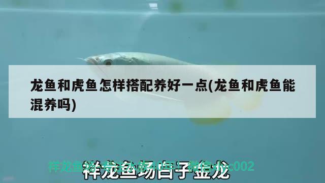 龍魚和虎魚怎樣搭配養(yǎng)好一點(diǎn)(龍魚和虎魚能混養(yǎng)嗎)