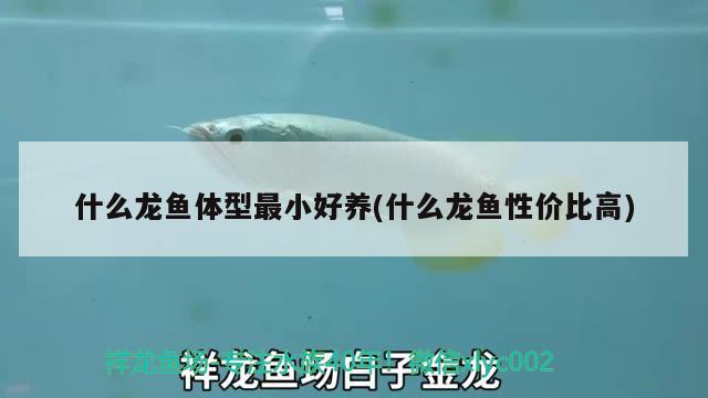 什么龍魚體型最小好養(yǎng)(什么龍魚性價(jià)比高)