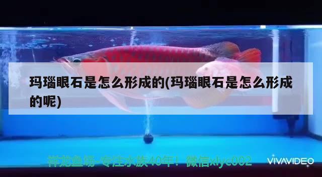 瑪瑙眼石是怎么形成的(瑪瑙眼石是怎么形成的呢) 觀賞魚