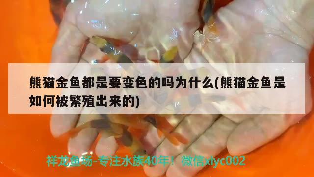 熊貓金魚都是要變色的嗎為什么(熊貓金魚是如何被繁殖出來的) 觀賞魚