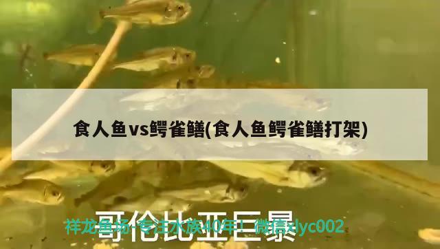 食人魚vs鱷雀鱔(食人魚鱷雀鱔打架) 食人魚（水虎）