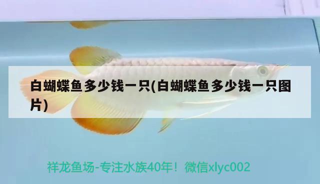 白蝴蝶魚多少錢一只(白蝴蝶魚多少錢一只圖片)