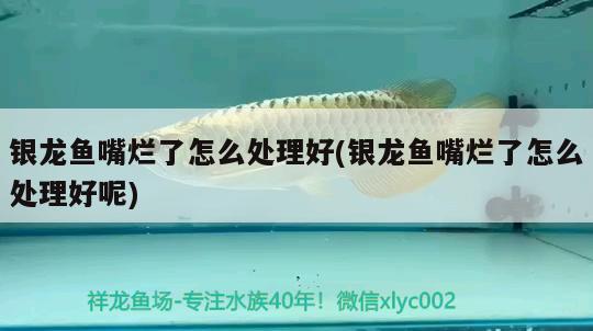 銀龍魚嘴爛了怎么處理好(銀龍魚嘴爛了怎么處理好呢)